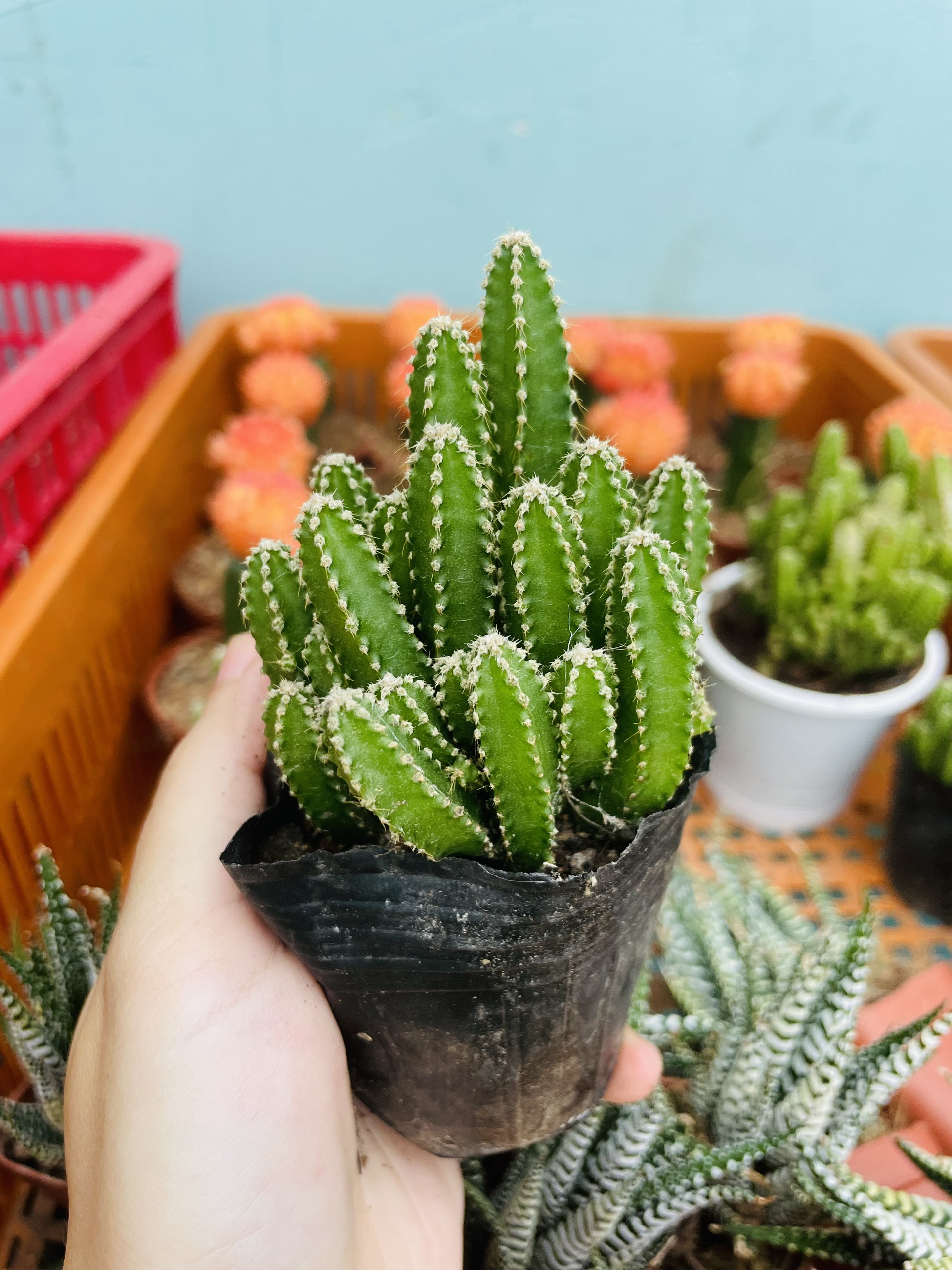 CÂY XƯƠNG RỒNG MINI ĐỒNG GIÁ, Size bé 3~5cm, NHIỀU LOẠI cây trang trí bàn, lọc không khí, dễ trồng, Cây Tươi Nguyên