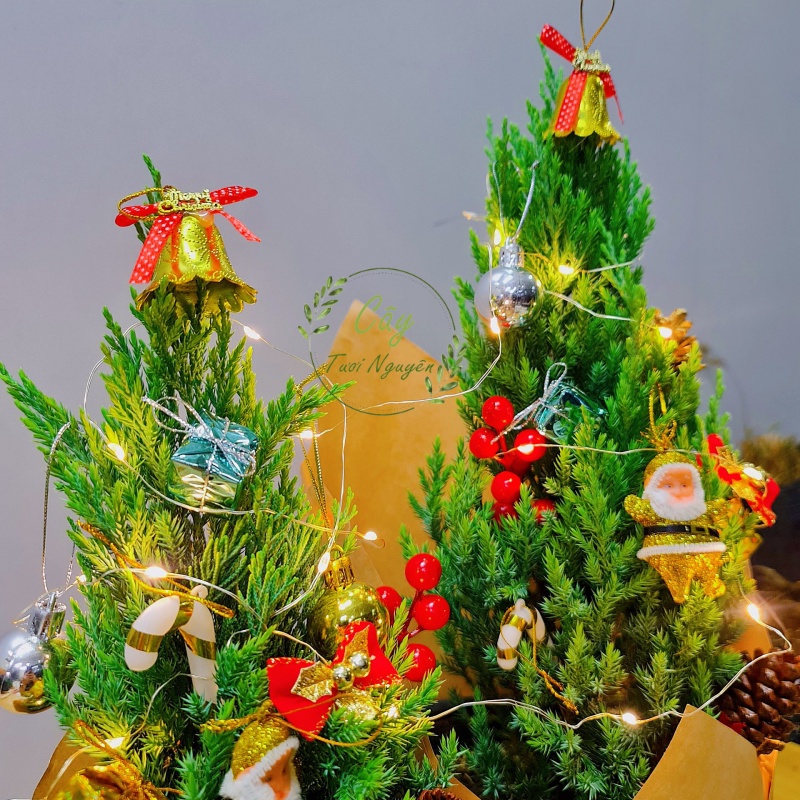 [GIAO HOẢ TỐC] CÂY SƠN TÙNG, (cao 30-40cm), cây Noel mini, cây Noel thật để bàn, cây Giáng sinh, Cây Tươi Nguyên CTN0720