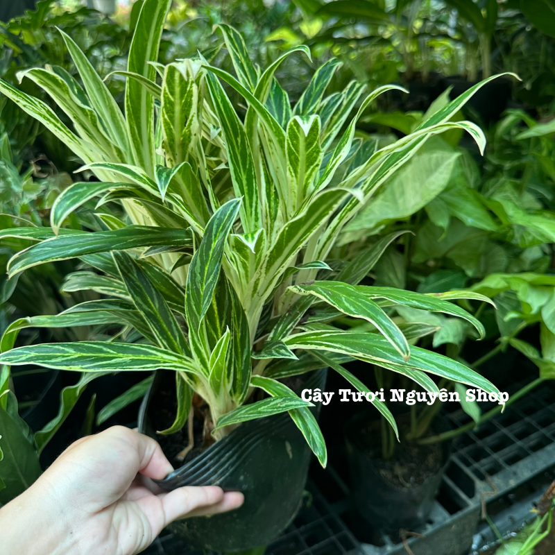 CÂY GIỮ TIỀN VÀNG ,(cao 25cm), cây cảnh Trong nhà, kiểng lá mini để bàn Văn phòng đẹp, GIÁ RẺ, lọc không khí, Cây Tươi Nguyên CTN1558