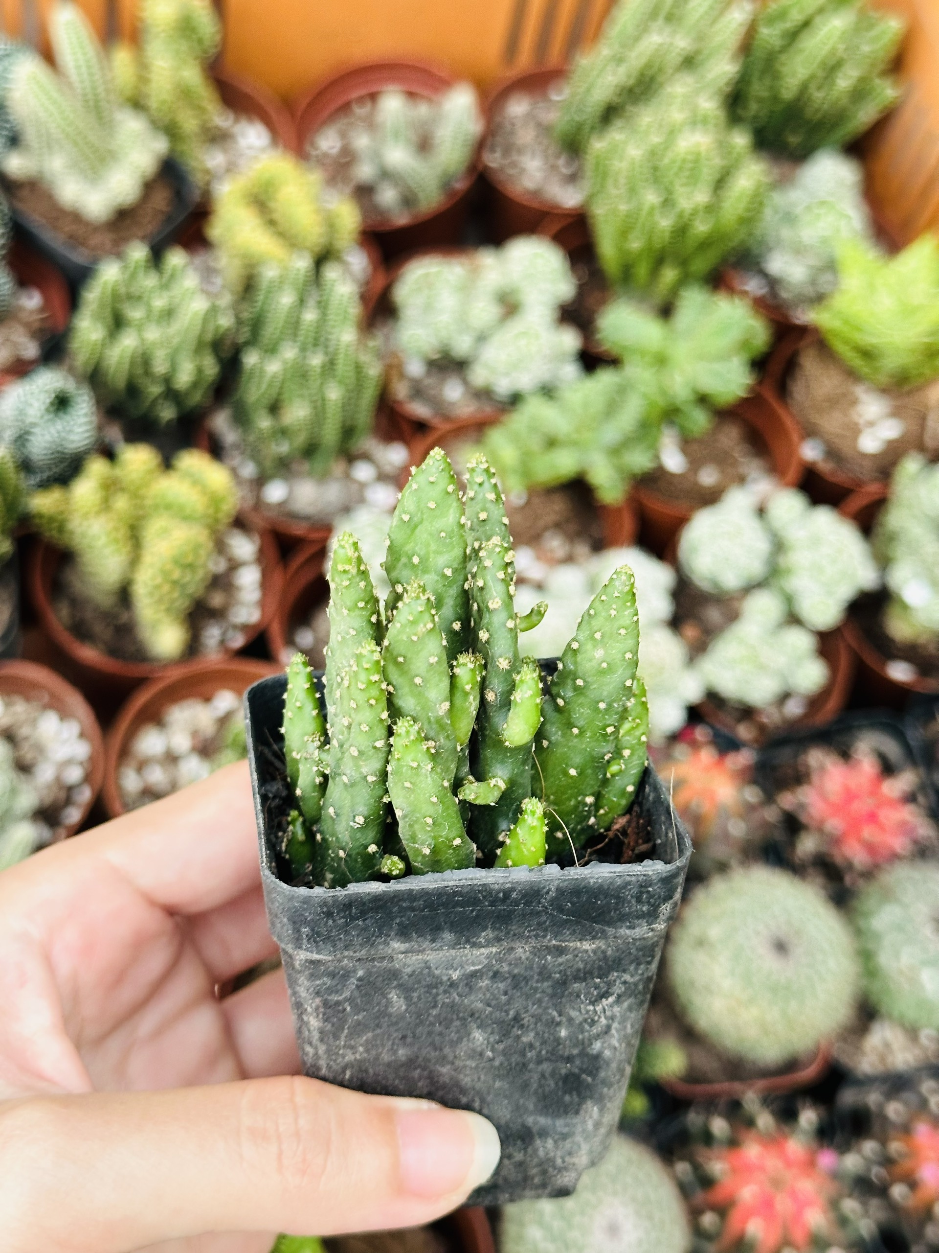 CÂY XƯƠNG RỒNG MINI ĐỒNG GIÁ, Size bé 3~5cm, NHIỀU LOẠI cây trang trí bàn, lọc không khí, dễ trồng, Cây Tươi Nguyên