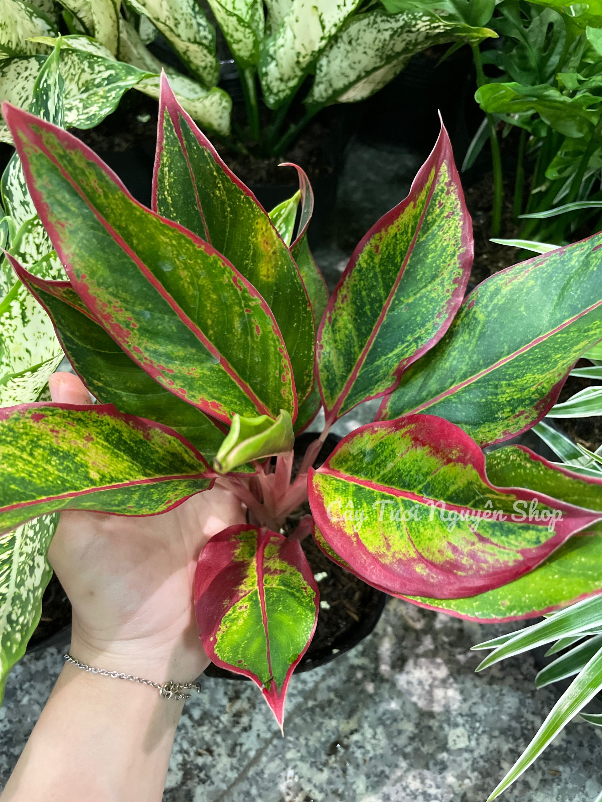[GIÁ TỐT] COMBO 2 CHẬU (NGỌC NGÂN + PHÚ QUÝ) Chậu 1 thân, (cao 20cm), cây cảnh Trong nhà, kiểng lá mini để bàn Văn phòng đẹp, hợp Phong thuỷ, GIÁ RẺ, lọc không khí, Cây Tươi Nguyên CTN1340