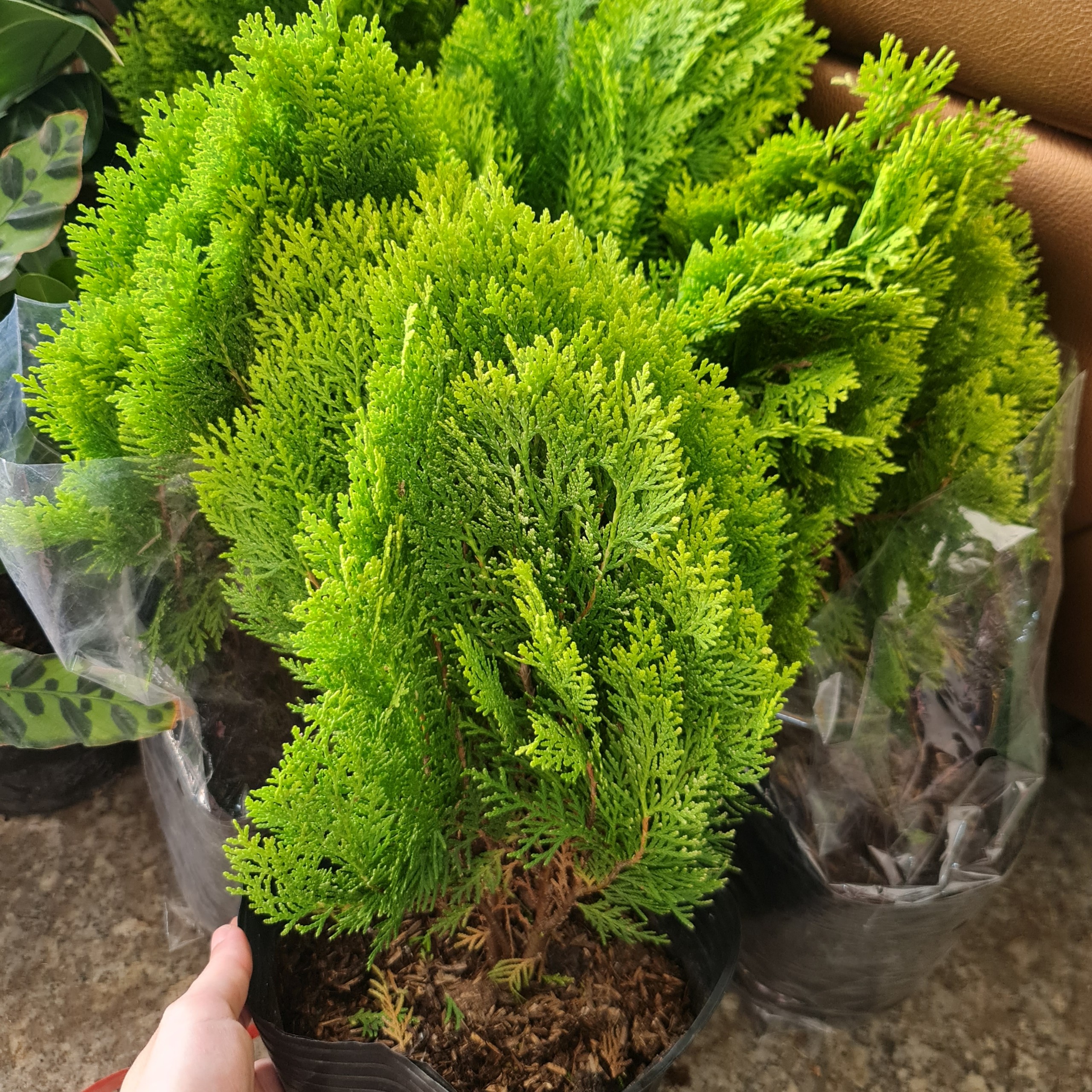 CÂY TRẮC BÁCH DIỆP, (cao 30cm), cây phong thủy hút tài lộc để bàn mini GIÁ RẺ, lọc không khí, Cây Tươi Nguyên CTN0740