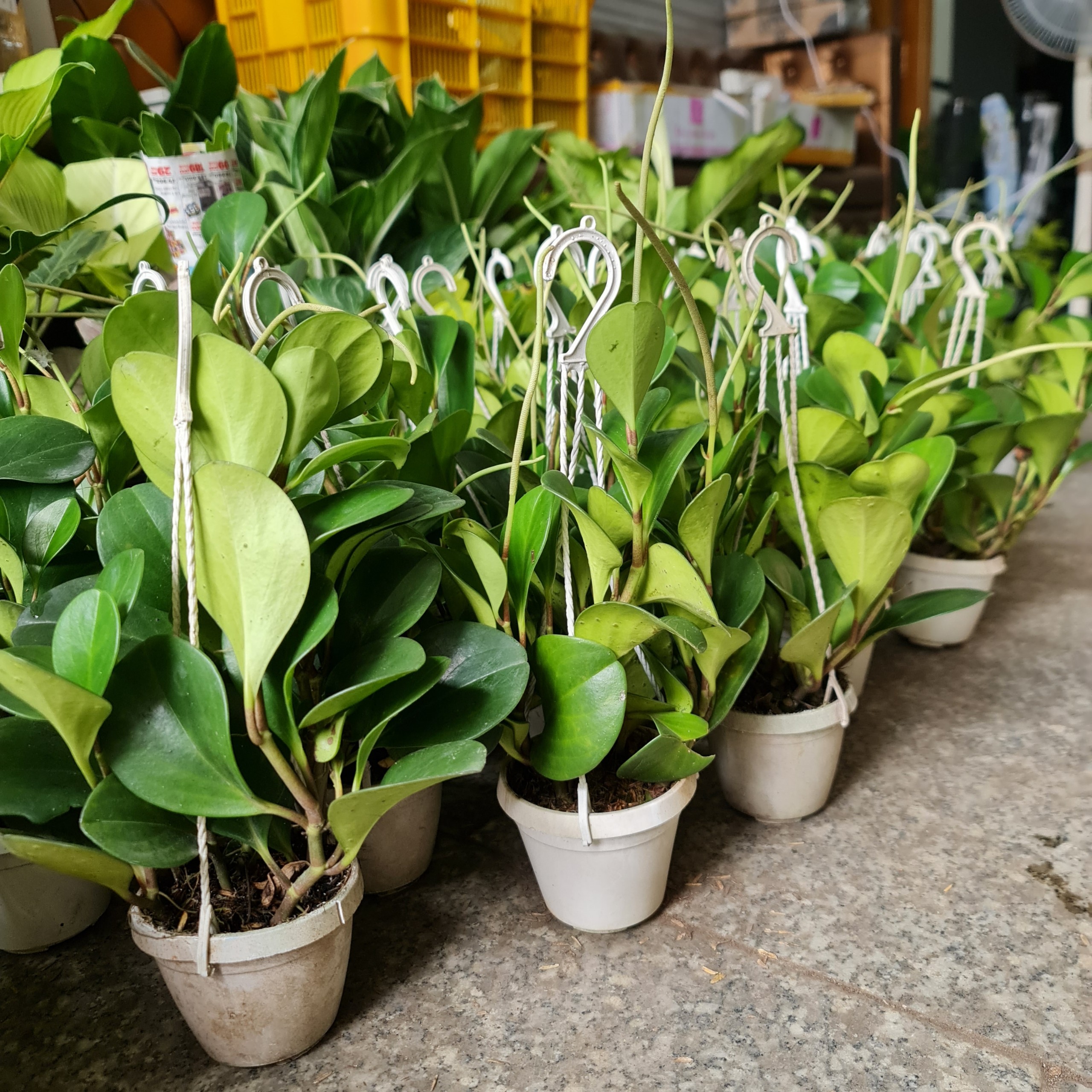 [Mua 2 giảm 15K ship] CÂY TRƯỜNG SINH, (cao 12-15cm), cây phong thủy hút tài lộc để bàn mini GIÁ RẺ, lọc không khí, Cây Tươi Nguyên CTN0130