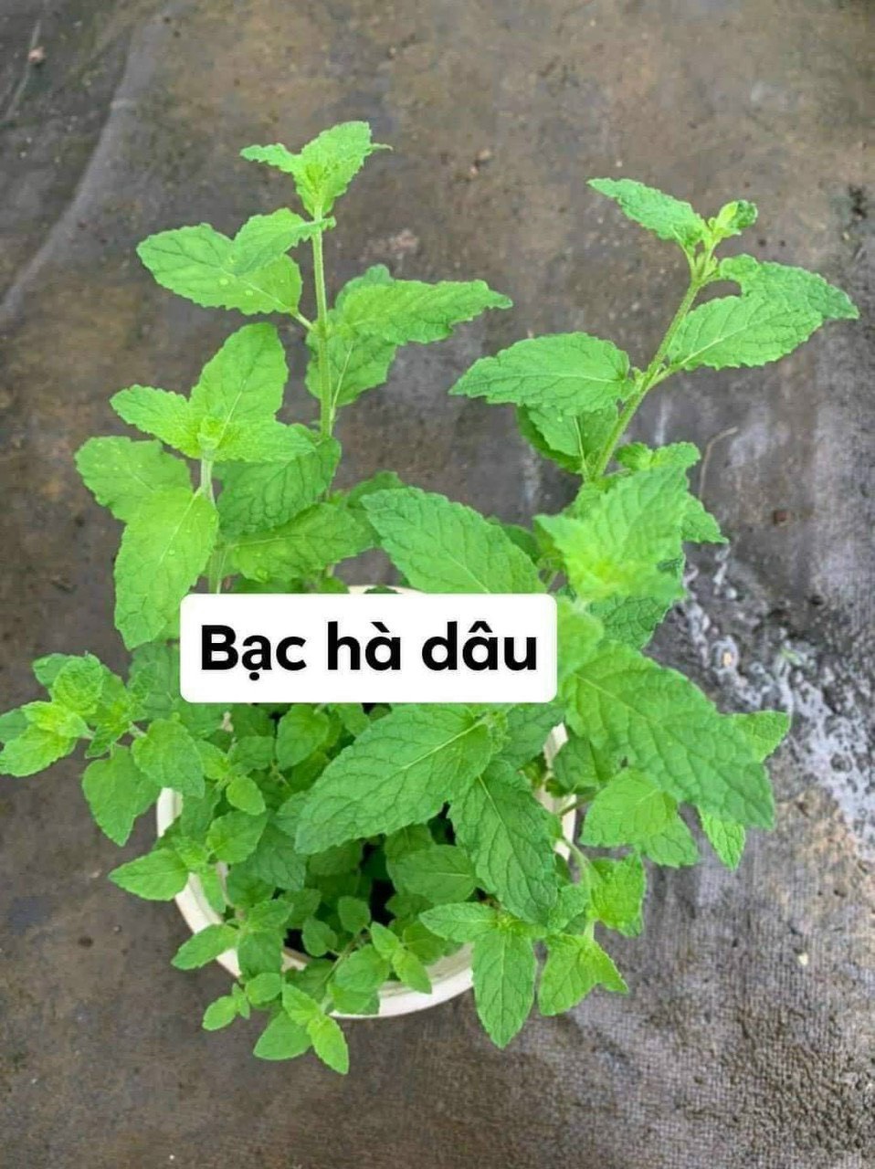 [CHỈ GIAO HCM - GIA VỊ TƯƠI] CÂY GIA VỊ ÂU DỄ TRỒNG TẠI VN, trồng sẵn phát triển ổn định, mùi thơm giá rẻ, cây hương liệu