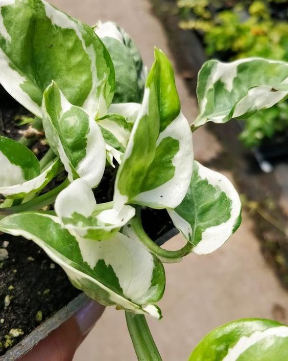CÂY TRẦU BÀ CẨM THẠCH, (cao 15 cm), cây phong thủy hút tài lộc để bàn mini GIÁ RẺ, lọc không khí, Cây Tươi Nguyên CTN0440