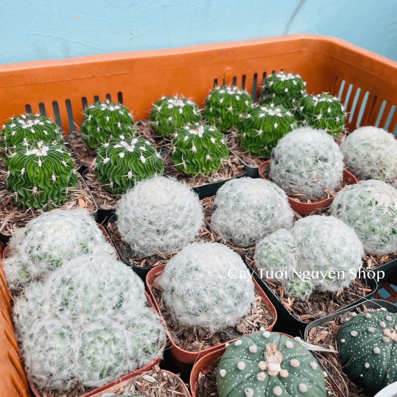 CÂY XƯƠNG RỒNG MINI ĐỒNG GIÁ, Size bé 3~5cm, NHIỀU LOẠI cây trang trí bàn, lọc không khí, dễ trồng, Cây Tươi Nguyên