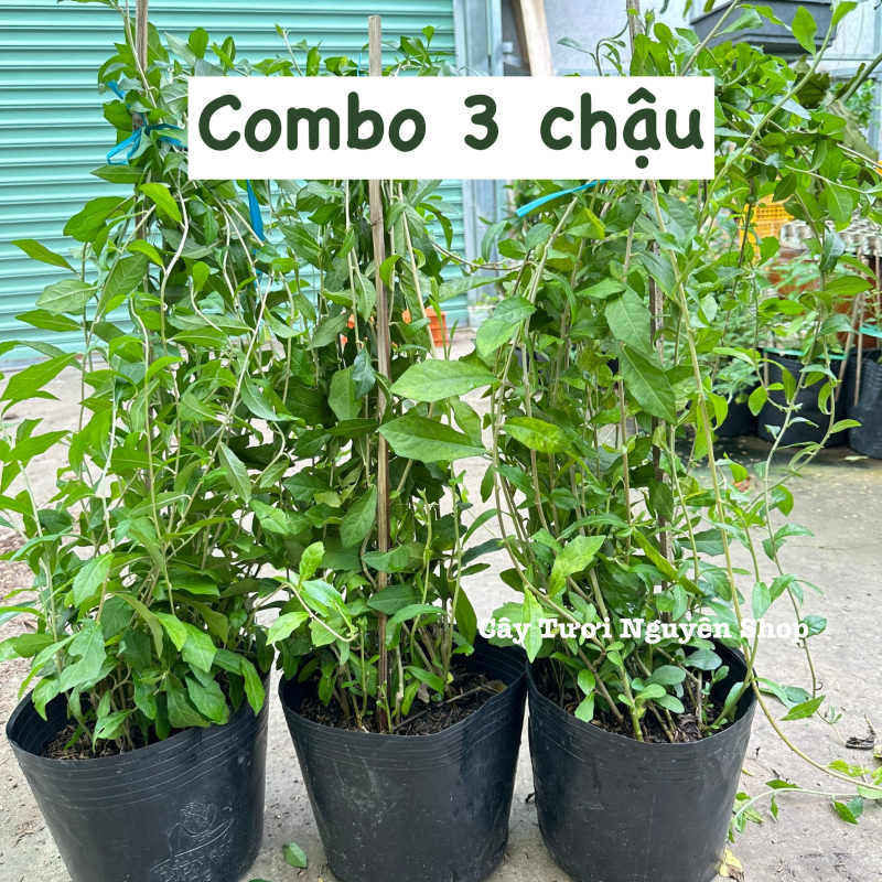 [COMBO GIÁ RẺ] CÂY CÚC TẦN ẤN ĐỘ CHẬU LỚN, (dài 50-70cm), 5-7 GỐC thân rũ che mát, cây cảnh Trong nhà, GIÁ RẺ, lọc không khí, Cây Tươi Nguyên CTN1528
