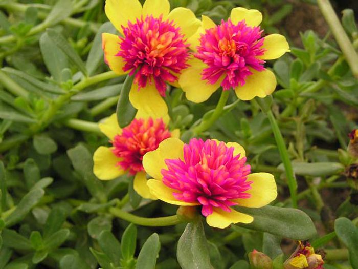 CÂY HOA MƯỜI GIỜ THÁI ,(cao 20cm), Cây cảnh, dễ trồng GIÁ RẺ, nở quanh năm, Cây Tươi Nguyên CTN0280