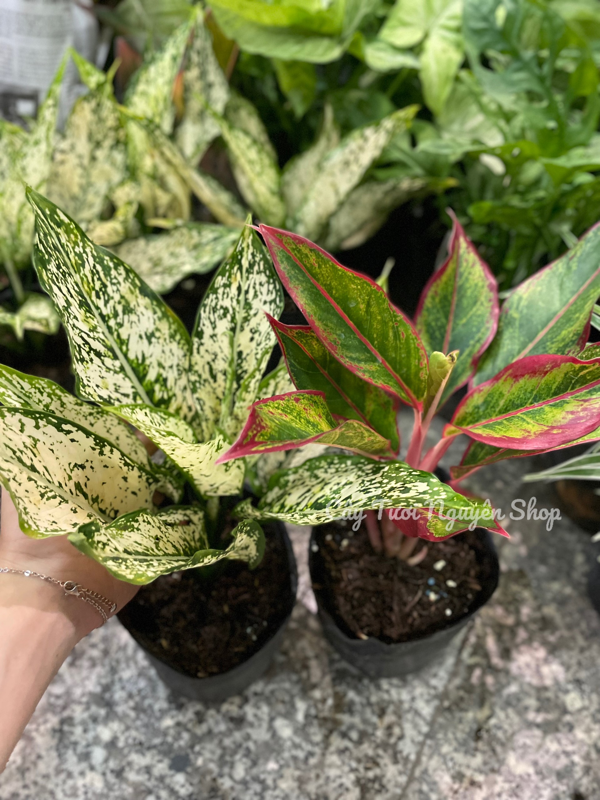 [GIÁ TỐT] COMBO 2 CHẬU (NGỌC NGÂN + PHÚ QUÝ) Chậu 1 thân, (cao 20cm), cây cảnh Trong nhà, kiểng lá mini để bàn Văn phòng đẹp, hợp Phong thuỷ, GIÁ RẺ, lọc không khí, Cây Tươi Nguyên CTN1340