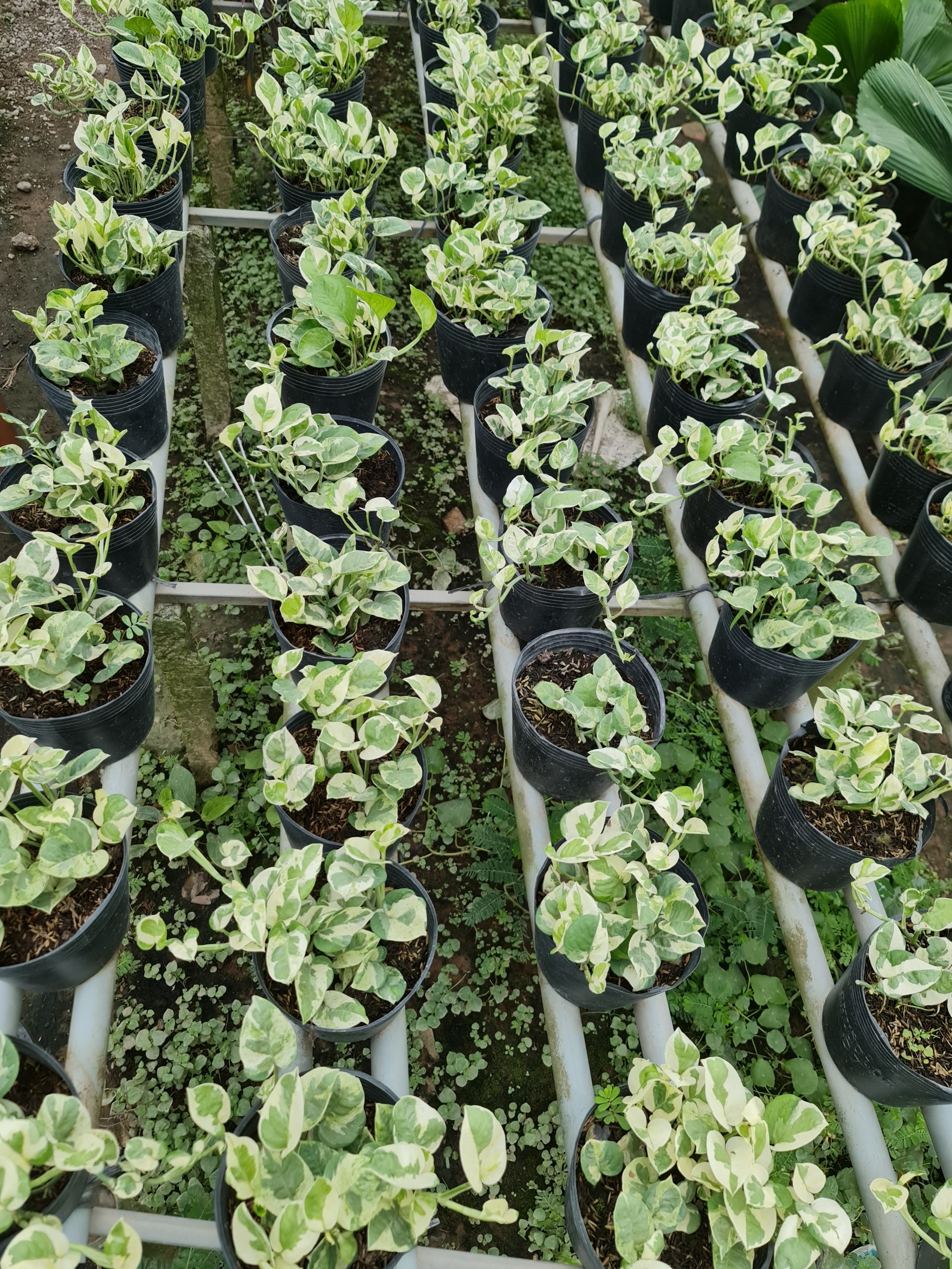 CÂY TRẦU BÀ CẨM THẠCH, (cao 15 cm), cây phong thủy hút tài lộc để bàn mini GIÁ RẺ, lọc không khí, Cây Tươi Nguyên CTN0440