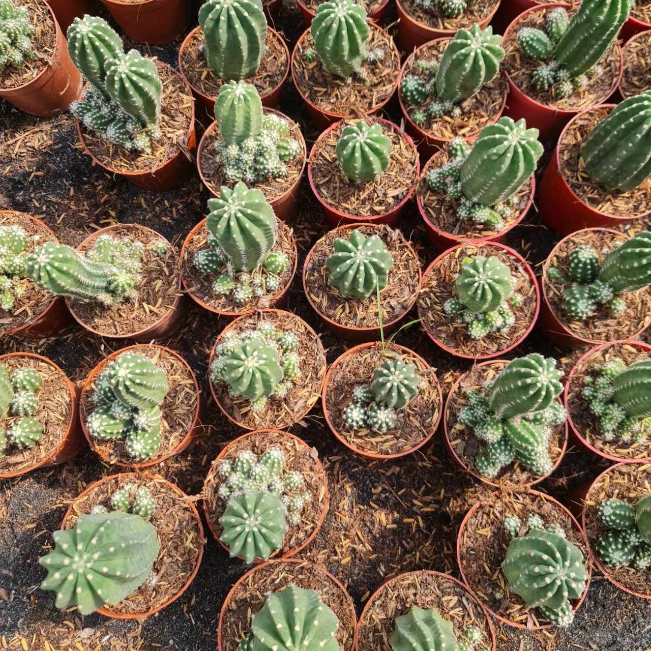 CÂY XƯƠNG RỒNG ECHINO, (cao 7cm), cây phong thủy hút tài lộc để bàn mini GIÁ RẺ, lọc không khí, Cây Tươi Nguyên CTN0620