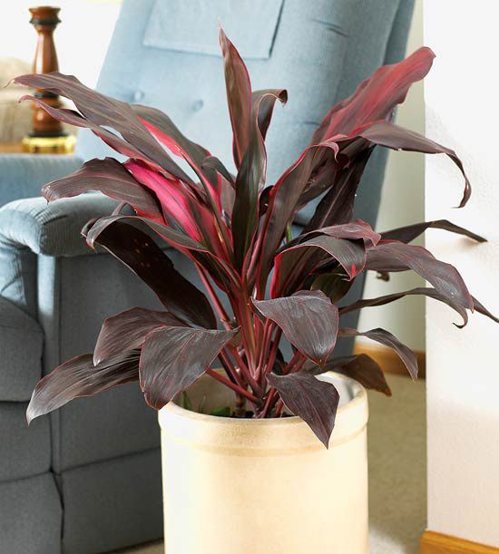 CÂY PHÁT TÀI Đỏ, (cao 35cm), cây phong thủy hút tài lộc để bàn mini GIÁ RẺ, lọc không khí, Cây Tươi Nguyên CTN0090