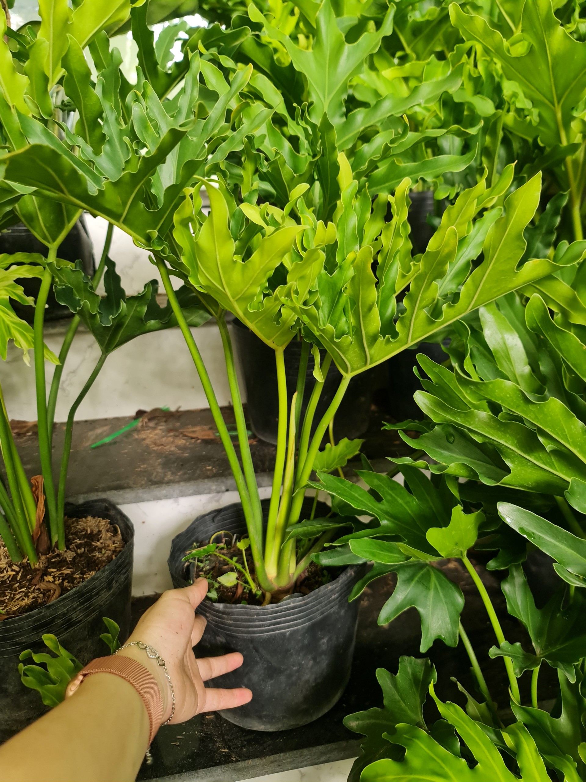 CÂY TRẦU BÀ THANH XUÂN 2 Size, cây phong thủy hút tài lộc để bàn mini GIÁ RẺ, lọc không khí, Cây Tươi Nguyên CTN0190