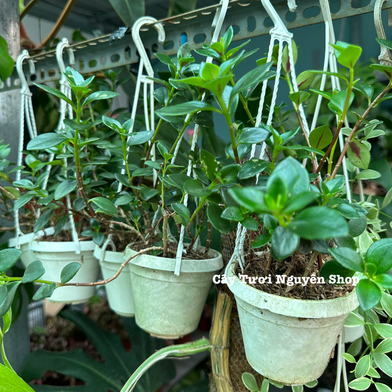 [CHẬU TREO] CÂY CÁ VÀNG, (cao 10cm), cây cảnh Trong nhà, kiểng lá mini để bàn Văn phòng đẹp, GIÁ RẺ, lọc không khí, Cây Tươi Nguyên
