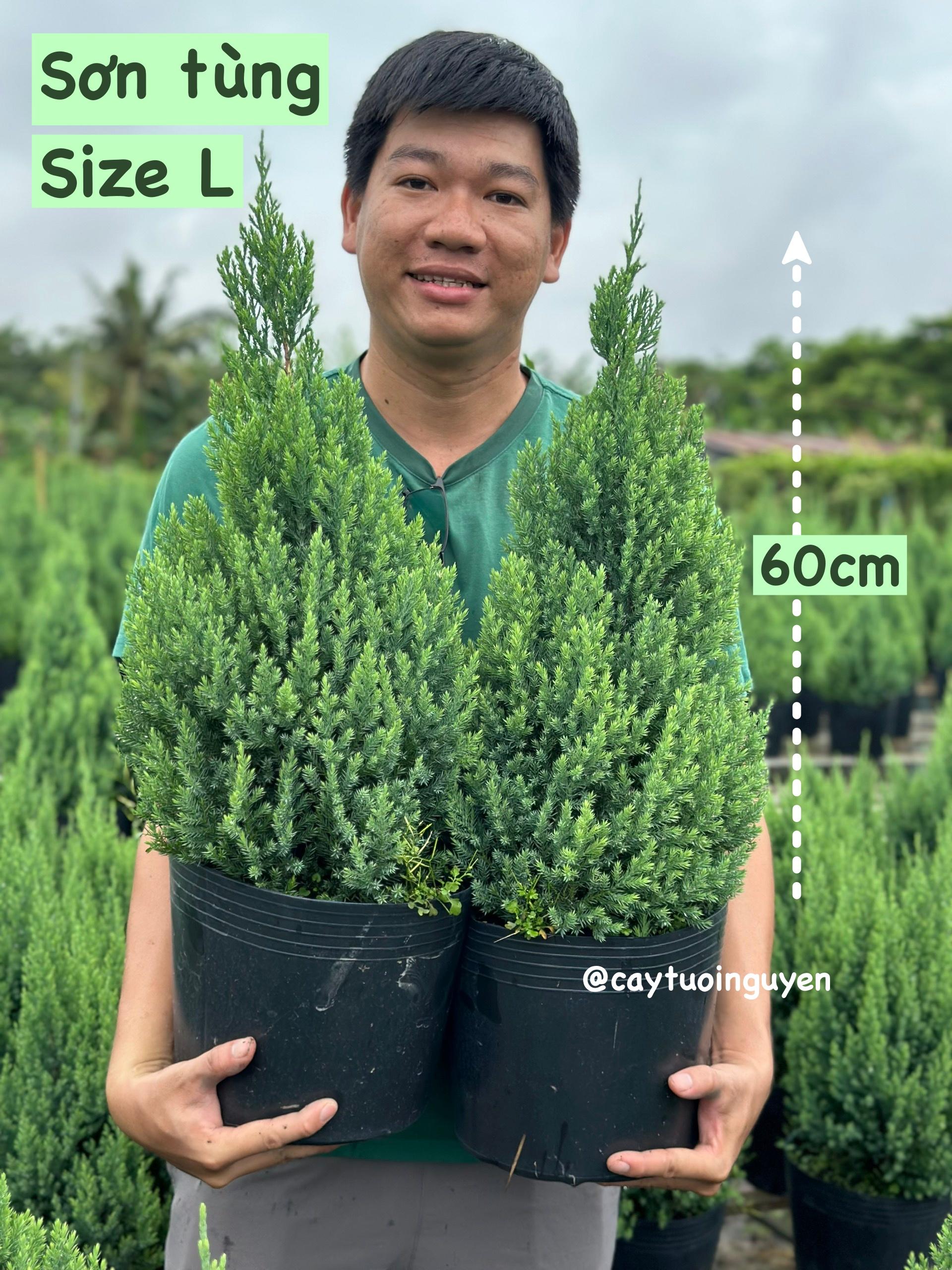 [GIAO NHANH] CÂY SƠN TÙNG SIZE L,(cao 60cm), cây Noel mini, cây Noel thật để bàn, cây Giáng sinh, Cây Tươi Nguyên