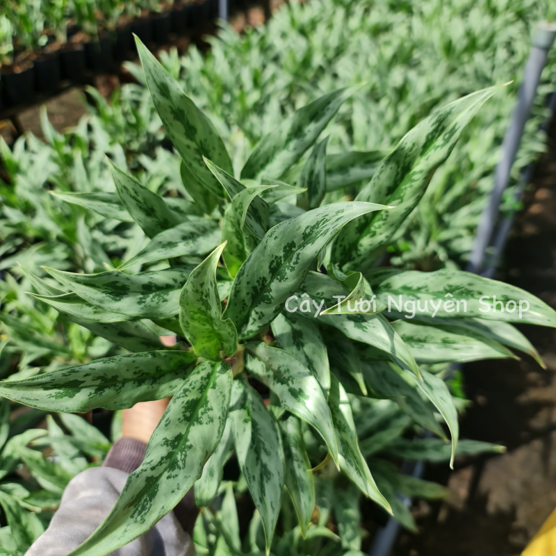 CÂY GIỮ TIỀN THÁI LÁ NHỎ, (cao 20cm), cây cảnh Trong nhà, kiểng lá mini để bàn Văn phòng đẹp, hợp Phong thuỷ, GIÁ RẺ, lọc không khí, Cây Tươi Nguyên CTN1130