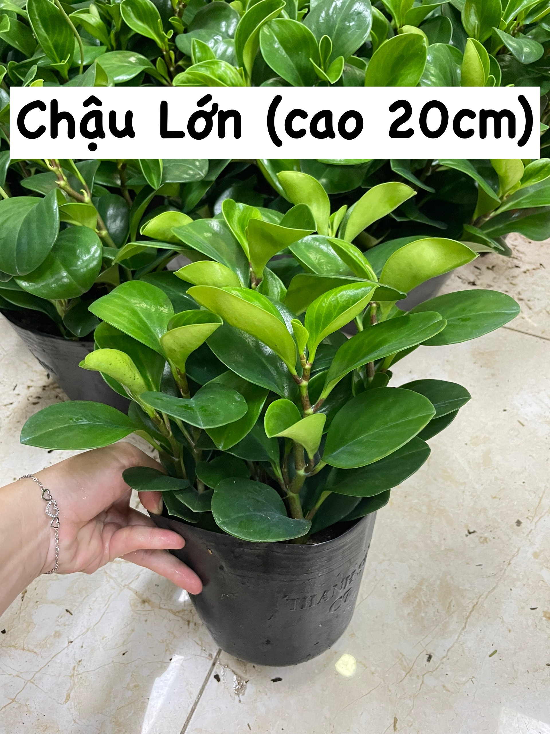 [Mua 2 giảm 15K ship] CÂY TRƯỜNG SINH, (cao 12-15cm), cây phong thủy hút tài lộc để bàn mini GIÁ RẺ, lọc không khí, Cây Tươi Nguyên CTN0130