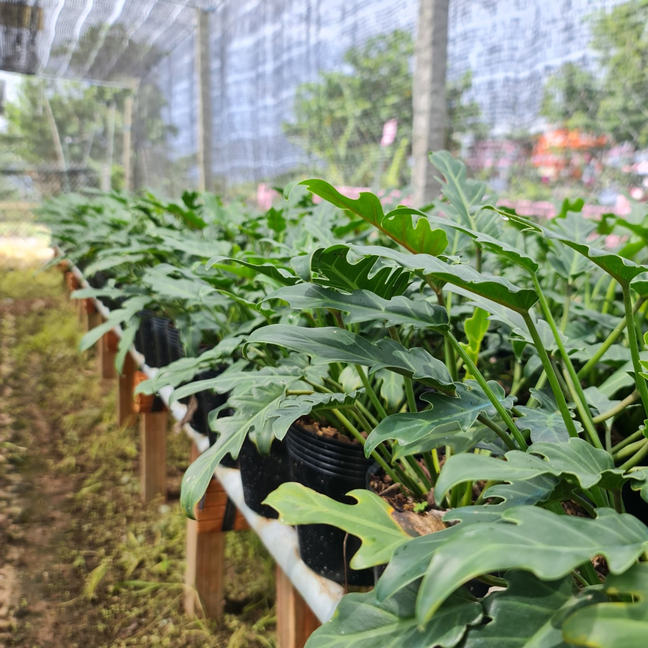 CÂY TRẦU BÀ CHÂN VỊT, (cao 15cm), cây phong thủy hút tài lộc để bàn mini GIÁ RẺ, lọc không khí, Cây Tươi Nguyên CTN0560