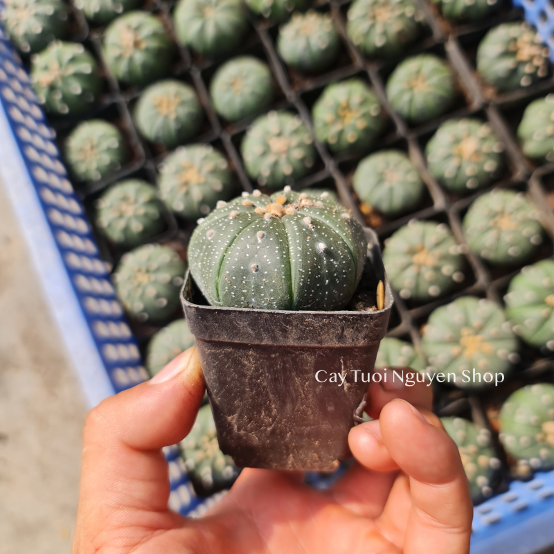 CÂY XƯƠNG RỒNG ASTER, (cao 3cm), xương rồng sen đá mini để bàn, trang trí sân vườn tiểu cảnh, dễ trồng, lọc không khí, Cây Tươi Nguyên CTN1320