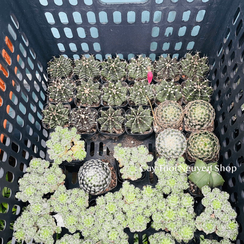 CÂY XƯƠNG RỒNG MINI ĐỒNG GIÁ, Size bé 3~5cm, NHIỀU LOẠI cây trang trí bàn, lọc không khí, dễ trồng, Cây Tươi Nguyên