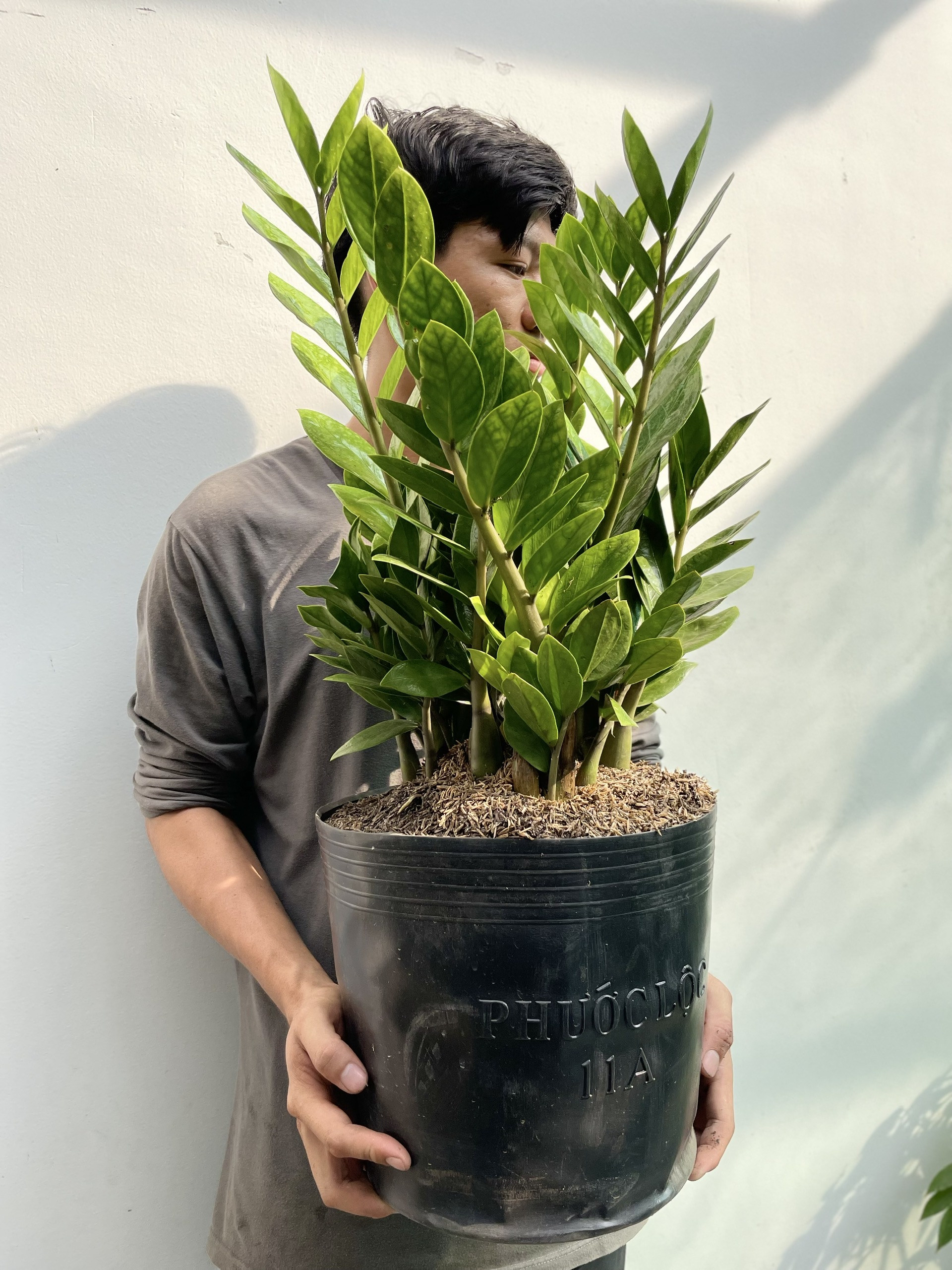 [CHỈ GIAO HCM] CÂY KIM TIỀN SIZE LỚN ,(cao 50cm), cây cảnh Trong nhà, kiểng lá decor, GIÁ RẺ, lọc không khí, Cây Tươi