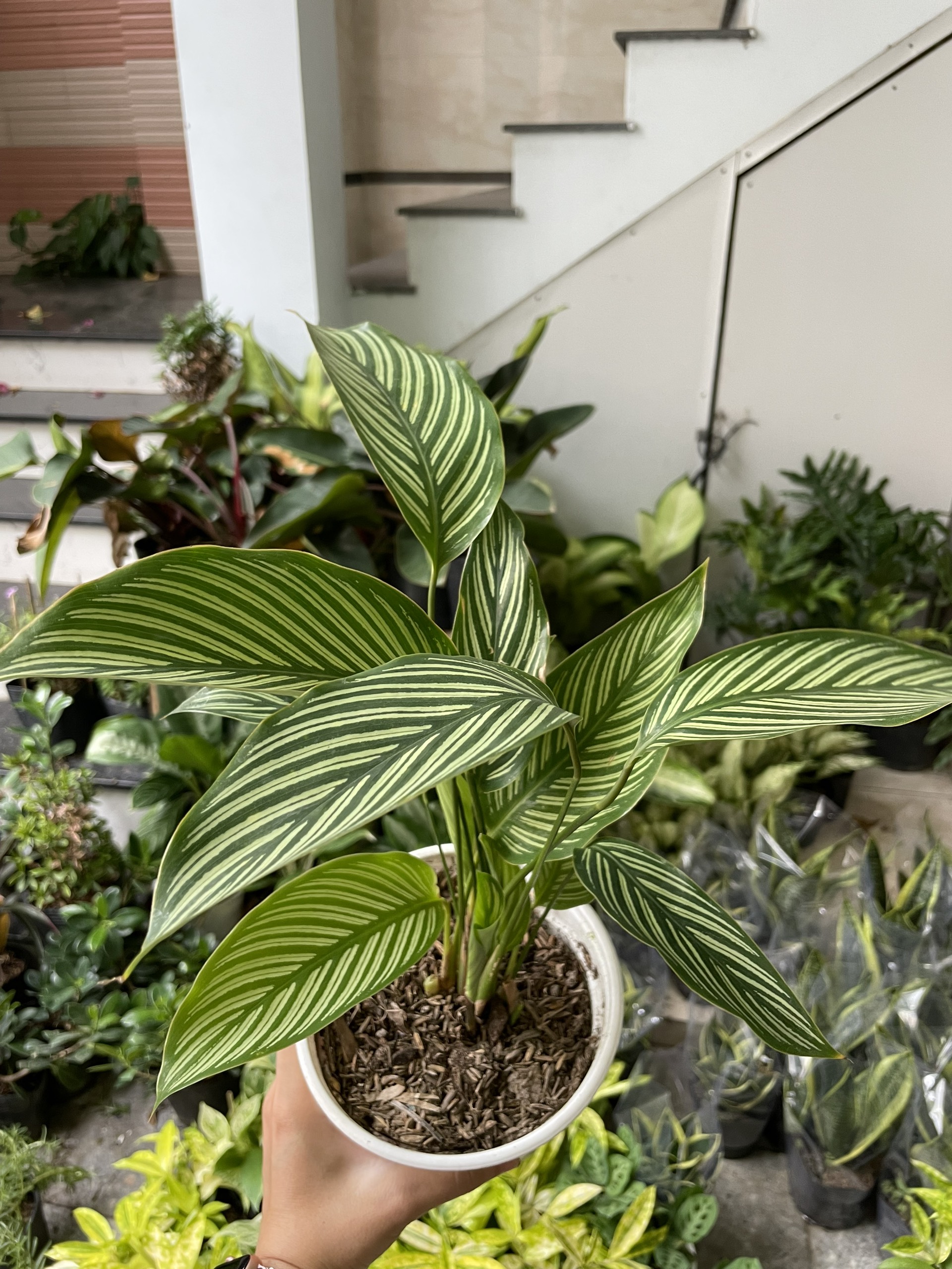 CÂY ĐUÔI CÔNG XANH SỌC TRẮNG, (cao 25cm), cây phong thủy hút tài lộc để bàn mini GIÁ RẺ, lọc không khí, Cây Tươi Nguyên CTN0800