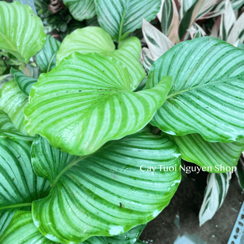 CÂY ĐUÔI CÔNG TÁO XANH SIZE LỚN, (cao 30cm), cây cảnh Trong nhà, kiểng lá mini để bàn Văn phòng, GIÁ RẺ, Cây Tươi Nguyên