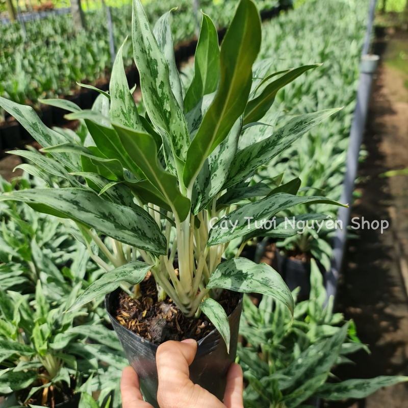 CÂY GIỮ TIỀN THÁI LÁ NHỎ, (cao 20cm), cây cảnh Trong nhà, kiểng lá mini để bàn Văn phòng đẹp, hợp Phong thuỷ, GIÁ RẺ, lọc không khí, Cây Tươi Nguyên CTN1130