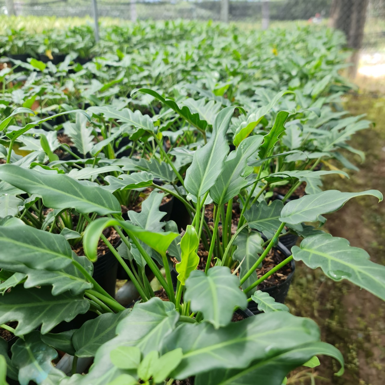 CÂY TRẦU BÀ CHÂN VỊT, (cao 15cm), cây phong thủy hút tài lộc để bàn mini GIÁ RẺ, lọc không khí, Cây Tươi Nguyên CTN0560