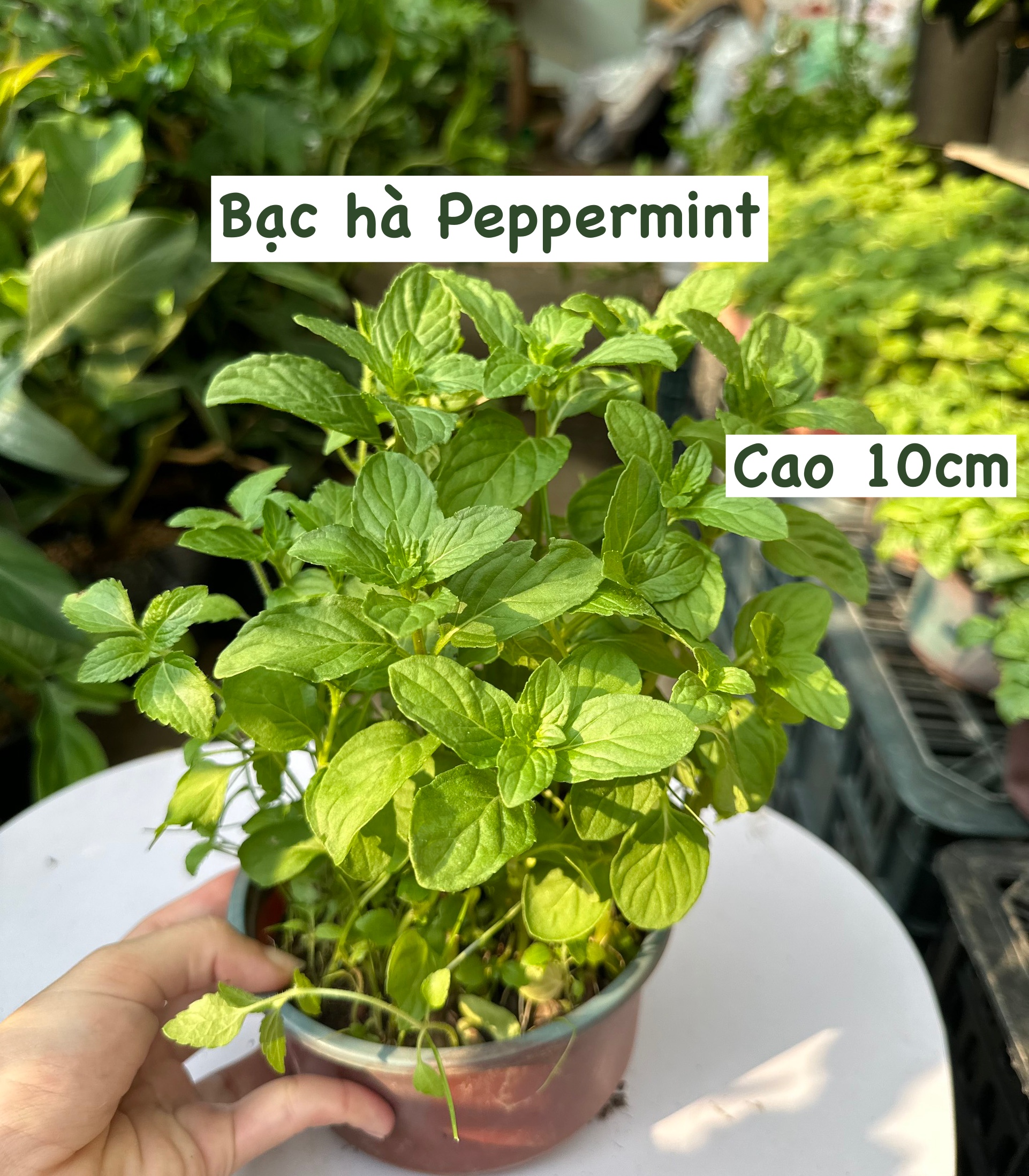 [CHỈ GIAO HCM - GIA VỊ TƯƠI] CÂY GIA VỊ ÂU DỄ TRỒNG TẠI VN, trồng sẵn phát triển ổn định, mùi thơm giá rẻ, cây hương liệu
