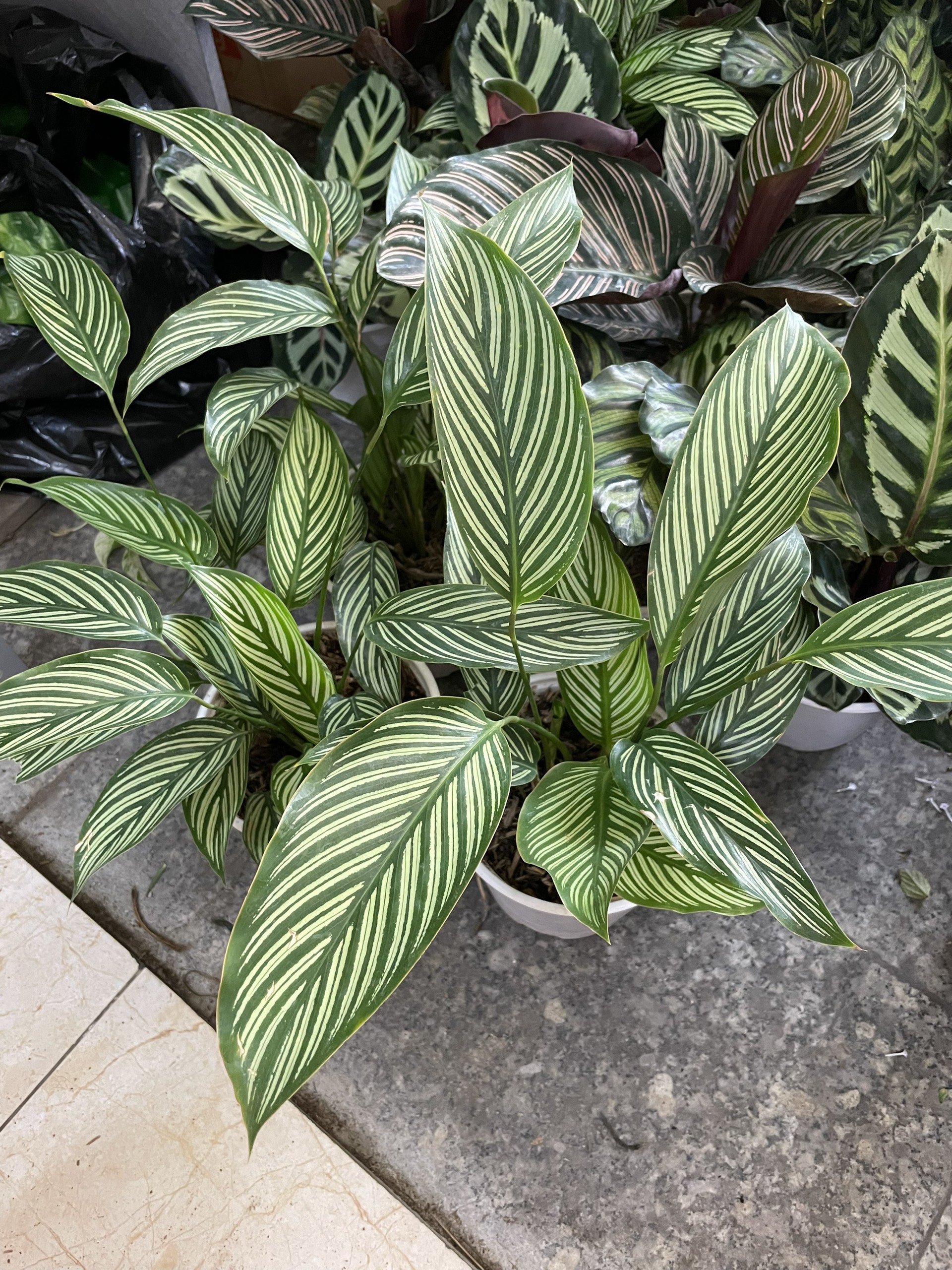 CÂY ĐUÔI CÔNG XANH SỌC TRẮNG, (cao 25cm), cây phong thủy hút tài lộc để bàn mini GIÁ RẺ, lọc không khí, Cây Tươi Nguyên CTN0800