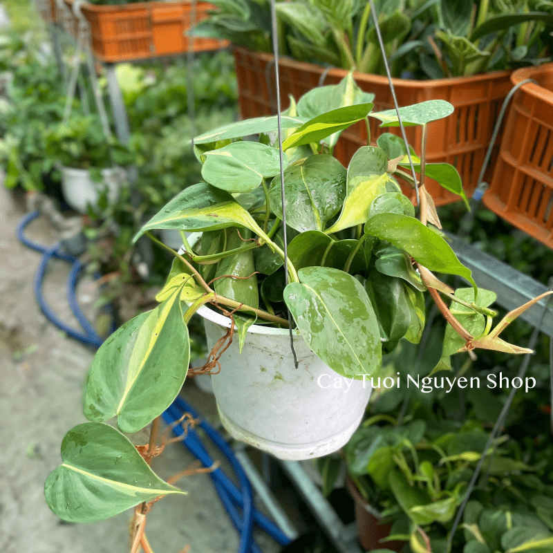 CÂY TRẦU BÀ BRASIL CHẬU TREO LỚN, cao 15cm), cây cảnh Trong nhà, kiểng lá mini để bàn đẹp, GIÁ RẺ, Cây Tươi Nguyên