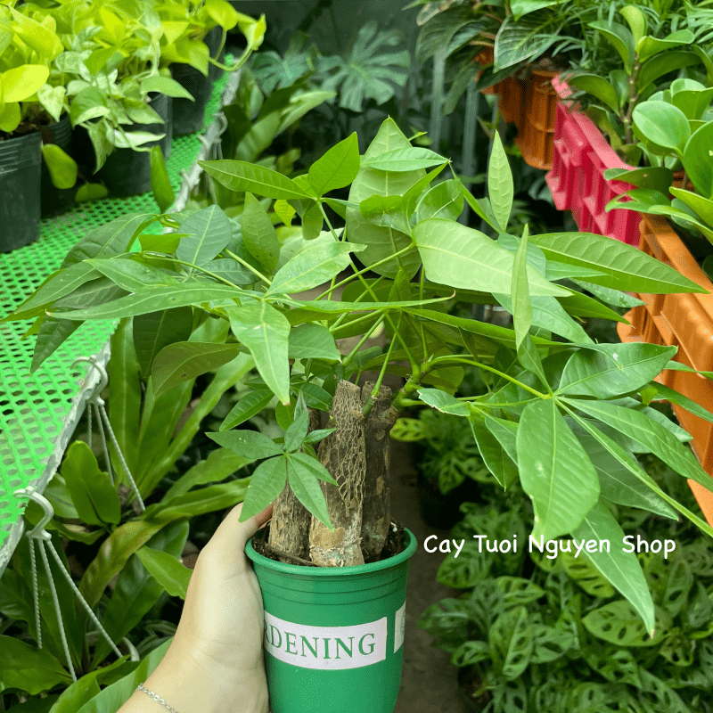 CÂY KIM NGÂN 3 GỐC, (cao 20cm), cây cảnh Trong nhà, kiểng lá mini để bàn dễ chăm, GIÁ RẺ, lọc không khí, Cây Tươi Nguyên