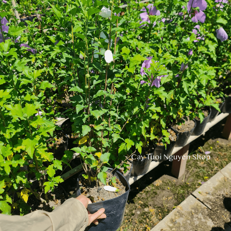 [GIỐNG MỚI] CÂY HOA BỤT TÍM BIRD BLUE ,(cao 40cm), Hoa giống cảnh sân vườn, dễ trồng GIÁ RẺ, Cây Tươi Nguyên