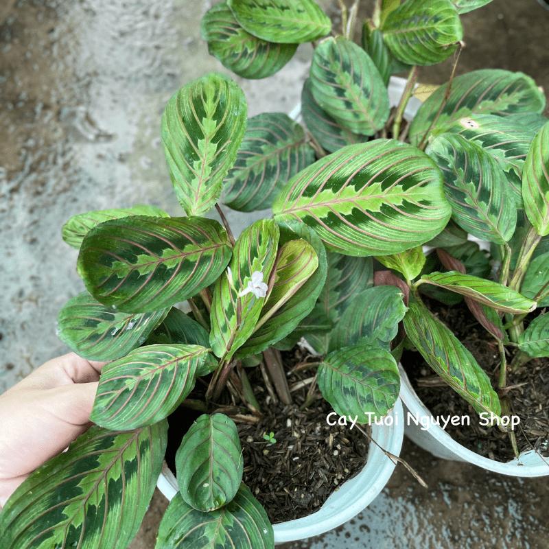 CÂY ĐUÔI CÔNG XƯƠNG CÁ ĐỎ Maranta Leuconeura, (cao 10cm), cây cảnh Trong nhà, kiểng lá mini để bàn, Cây Tươi Nguyên