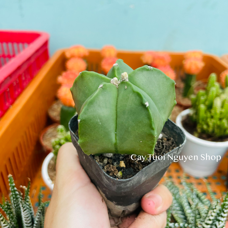 CÂY XƯƠNG RỒNG MINI ĐỒNG GIÁ, Size bé 3~5cm, NHIỀU LOẠI cây trang trí bàn, lọc không khí, dễ trồng, Cây Tươi Nguyên