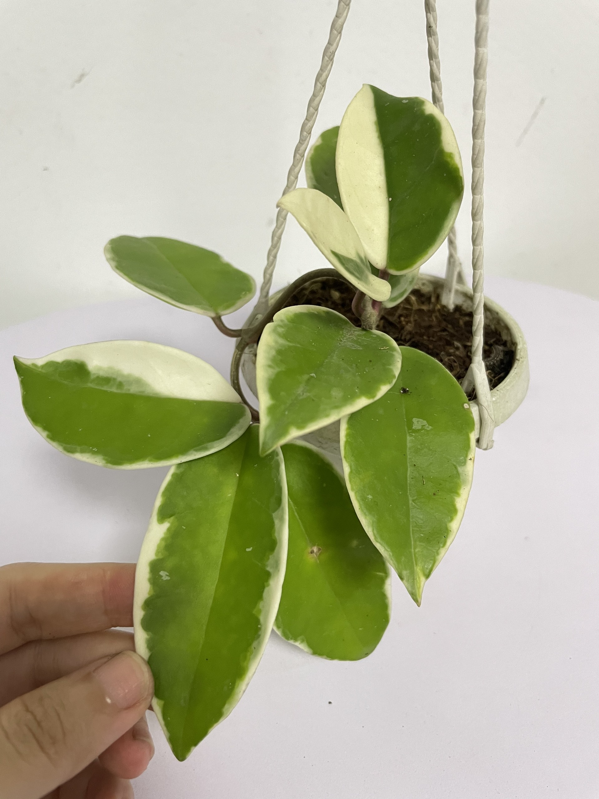 CÂY CẨM CÙ CẨM THẠCH Size Mini, (cao 10cm), cây phong thủy hút tài lộc để bàn mini GIÁ RẺ, lọc không khí, Cây Tươi Nguyên CTN1080