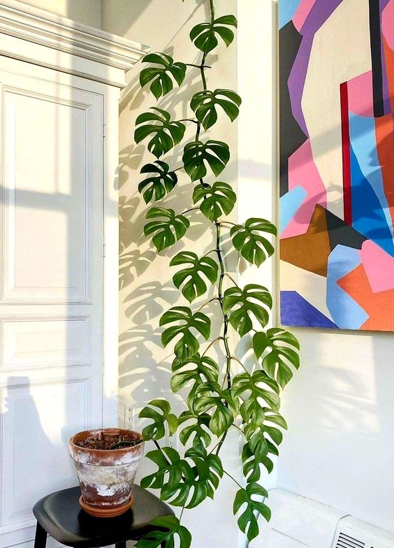 CÂY TRẦU BÀ LÁ XẺ LEO MONSTERA MINI, (cao 25cm), cây cảnh Trong nhà, kiểng lá mini để bàn đẹp, GIÁ RẺ, Cây Tươi Nguyên