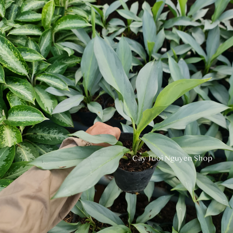 [GIỐNG MỚI] CÂY KIẾM BẠC ,(cao 20cm), cây cảnh Trong nhà, kiểng lá mini để bàn Văn phòng đẹp, GIÁ RẺ, Cây Tươi Nguyên