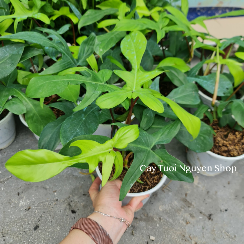 CÂY ÉN XANH Philodendron Florida Green (Trầu bà cánh én), (cao 20-25cm), cây cảnh Trong nhà, kiểng lá Văn phòng đẹp, hợp Phong thuỷ, GIÁ RẺ, lọc không khí, Cây Tươi Nguyên CTN1260