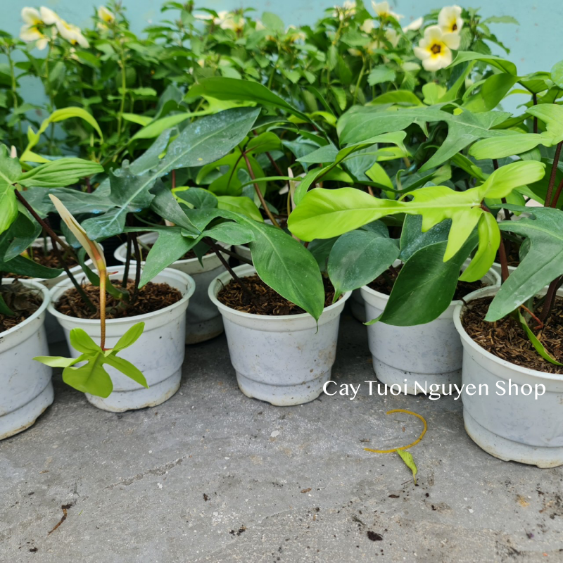 CÂY ÉN XANH Philodendron Florida Green (Trầu bà cánh én), (cao 20-25cm), cây cảnh Trong nhà, kiểng lá Văn phòng đẹp, hợp Phong thuỷ, GIÁ RẺ, lọc không khí, Cây Tươi Nguyên CTN1260