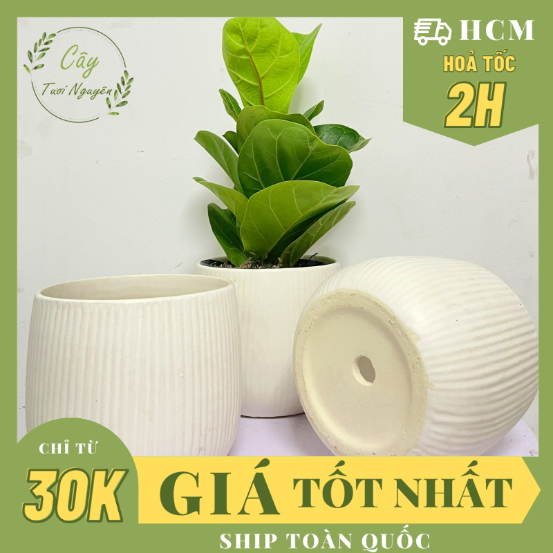CHẬU KẺ TĂM TRÁNG MEN (12*13cm) (1 chậu), tráng men, chậu cây mini, sen đá, xương rồng Cây Tươi Nguyên CTN0980