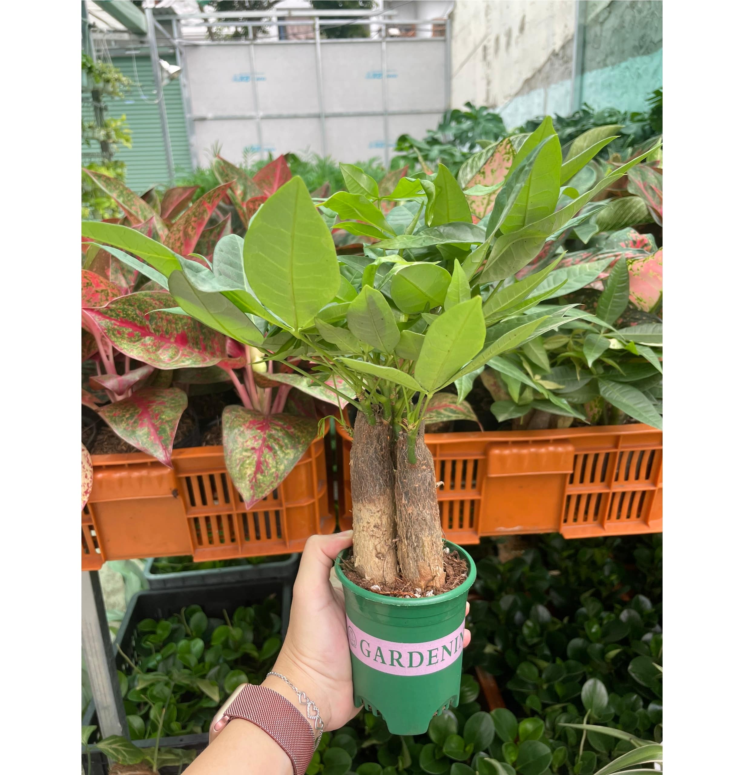 CÂY KIM NGÂN 3 GỐC, (cao 20cm), cây cảnh Trong nhà, kiểng lá mini để bàn dễ chăm, GIÁ RẺ, lọc không khí, Cây Tươi Nguyên
