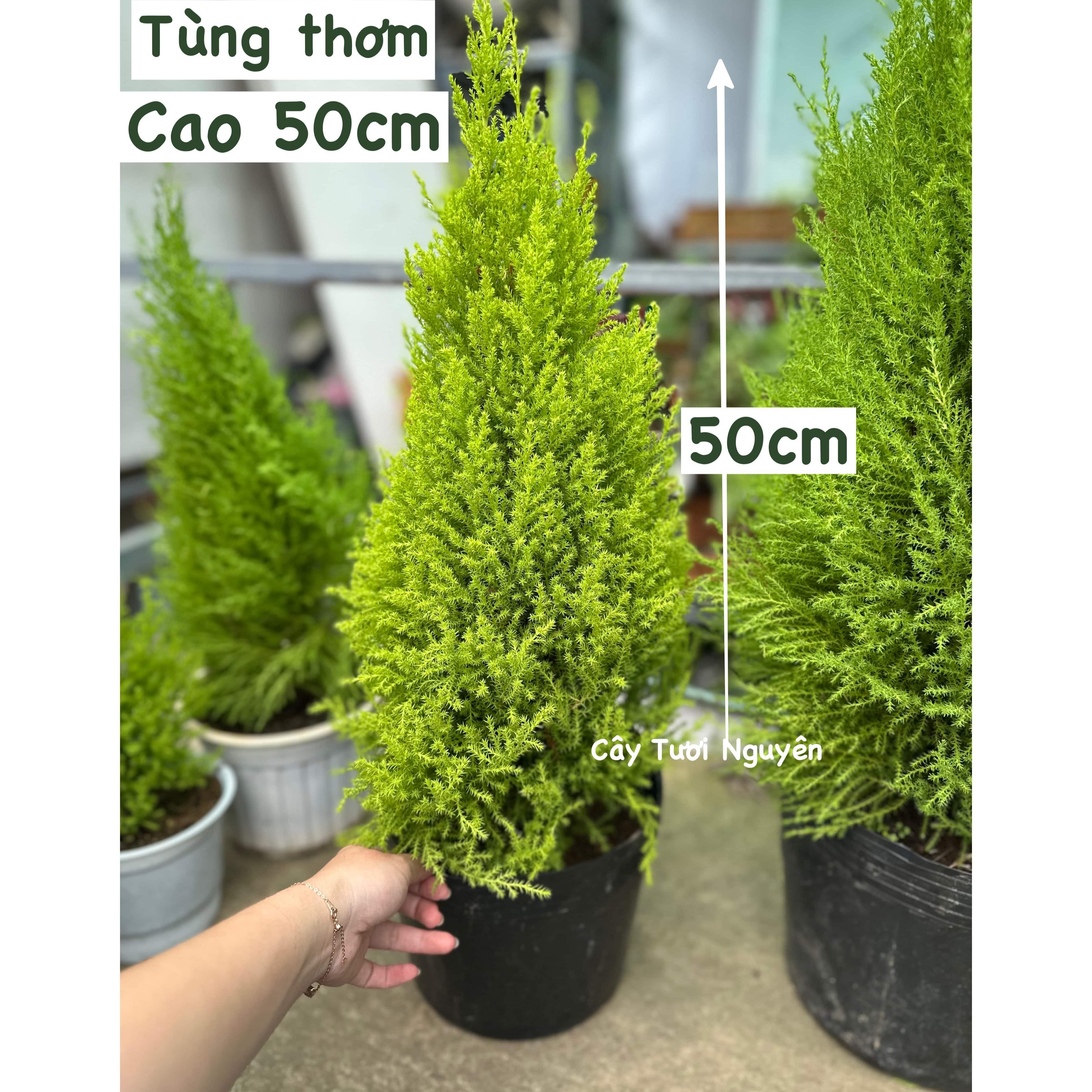 [GIAO NHANH] CÂY SƠN TÙNG SIZE L,(cao 60cm), cây Noel mini, cây Noel thật để bàn, cây Giáng sinh, Cây Tươi Nguyên