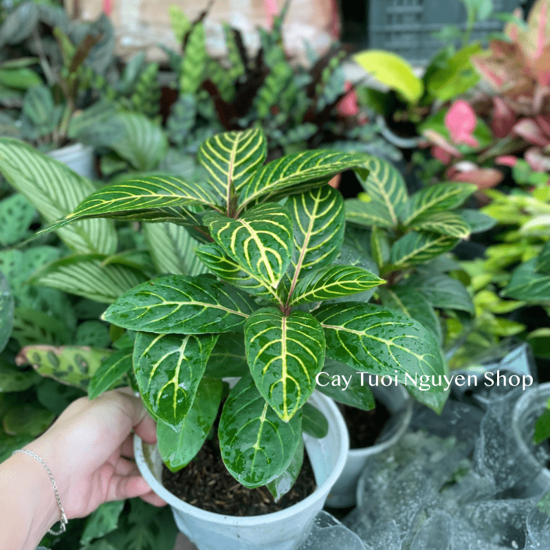 CÂY NGỰA VẰN Aphelandra Nees, (cao 20cm), cây cảnh Trong nhà, kiểng lá mini để bàn Văn phòng đẹp, GIÁ RẺ, Cây Tươi Nguyên