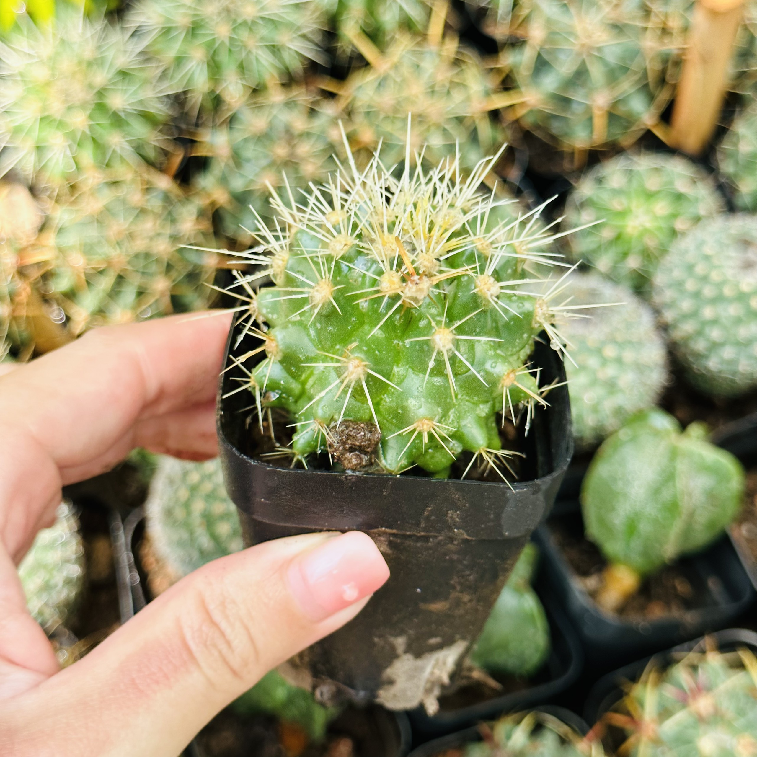 CÂY XƯƠNG RỒNG MINI ĐỒNG GIÁ, Size bé 3~5cm, NHIỀU LOẠI cây trang trí bàn, lọc không khí, dễ trồng, Cây Tươi Nguyên