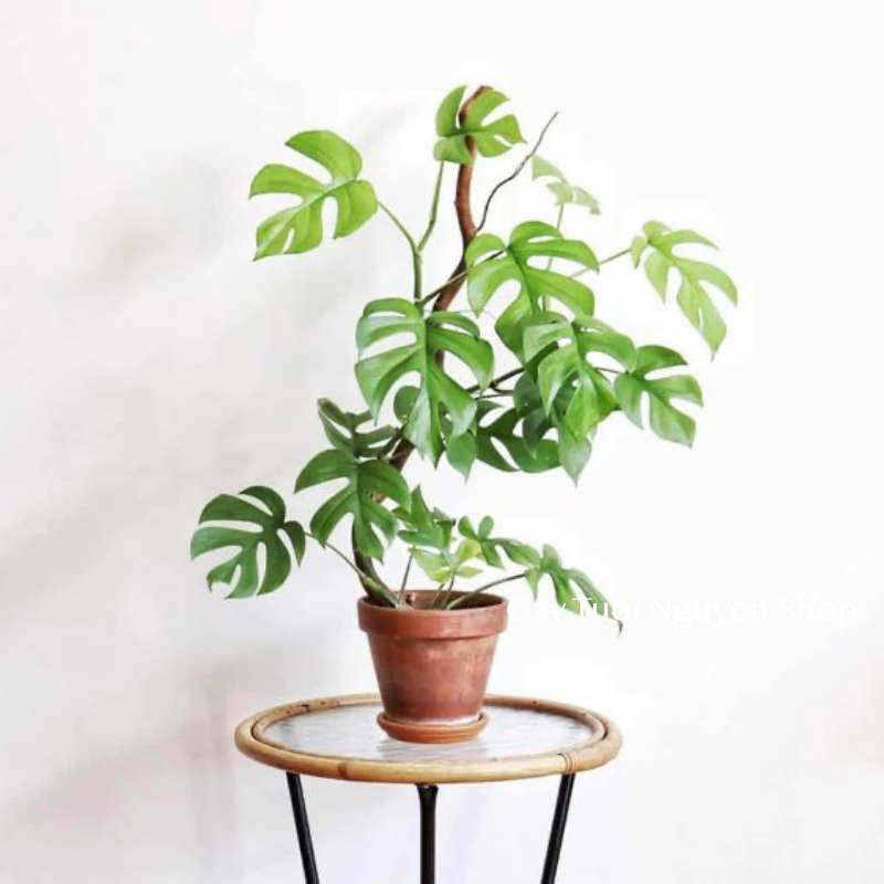 CÂY TRẦU BÀ LÁ XẺ LEO MONSTERA MINI, (cao 25cm), cây cảnh Trong nhà, kiểng lá mini để bàn đẹp, GIÁ RẺ, Cây Tươi Nguyên