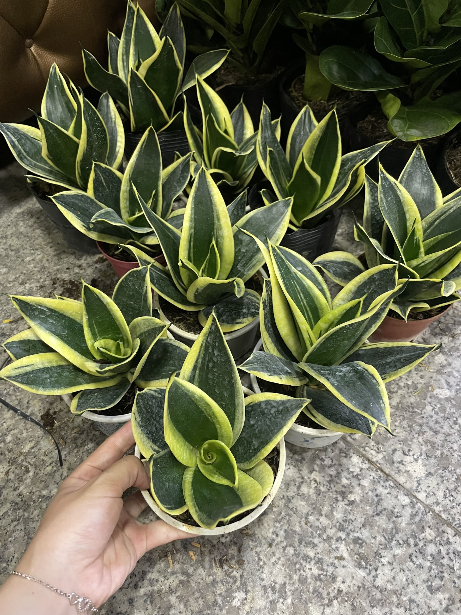 CÂY LƯỠI HỔ BÚP SEN, (cao 10cm), Màu Xanh, cây cảnh Trong nhà, kiểng lá mini để bàn Văn phòng đẹp, GIÁ RẺ, Cây Tươi Nguyên