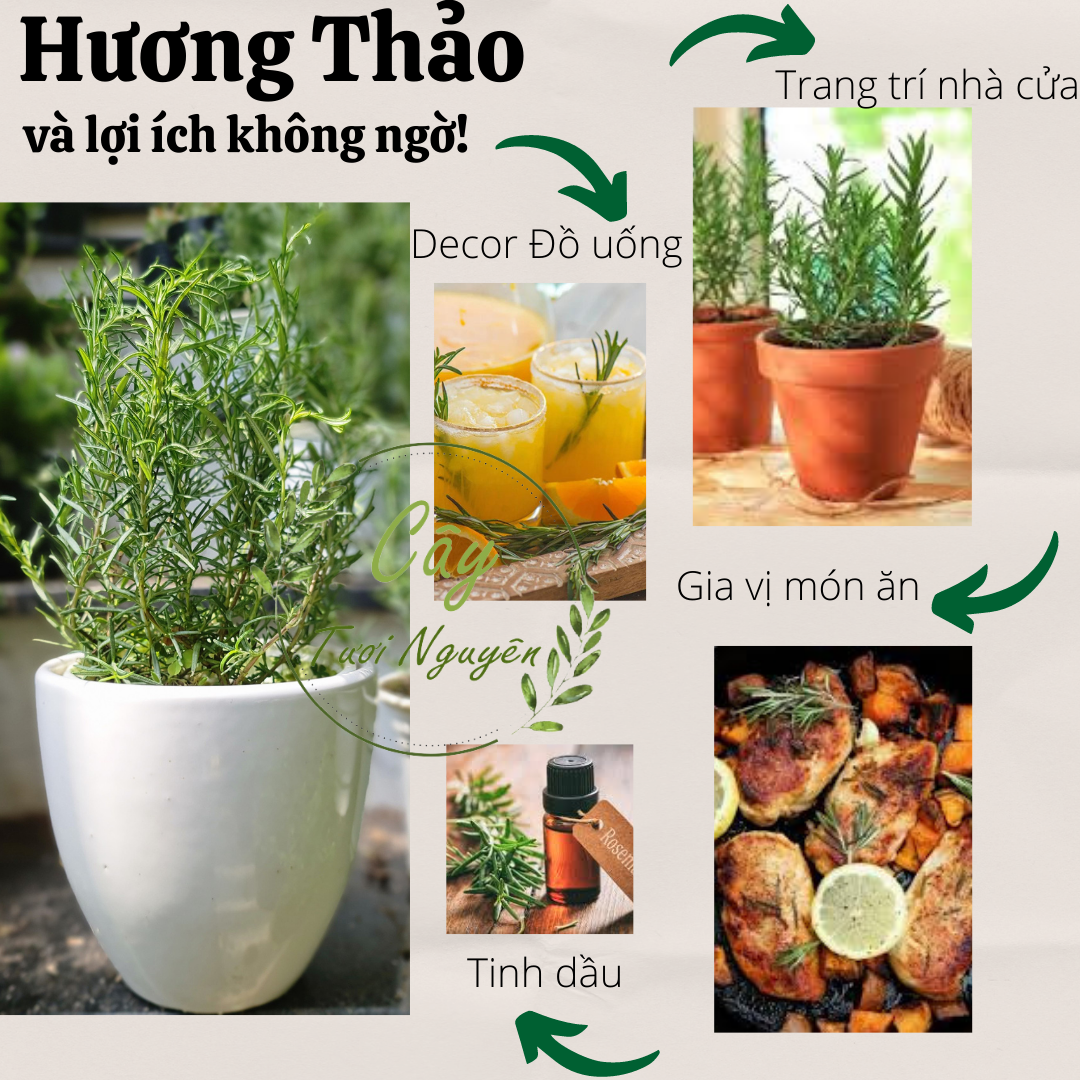GIỐNG CÂY HƯƠNG THẢO (Rosemary), (cao 15-20cm), thuần khí hậu nóng Sài Gòn, cây hương liệu, Cây Tươi Nguyên CTN0750