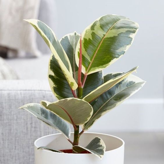 CÂY ĐA CẨM THẠCH (VAR), (cao 30cm), cây phong thủy hút tài lộc để bàn mini GIÁ RẺ, lọc không khí, Cây Tươi Nguyên CTN0200